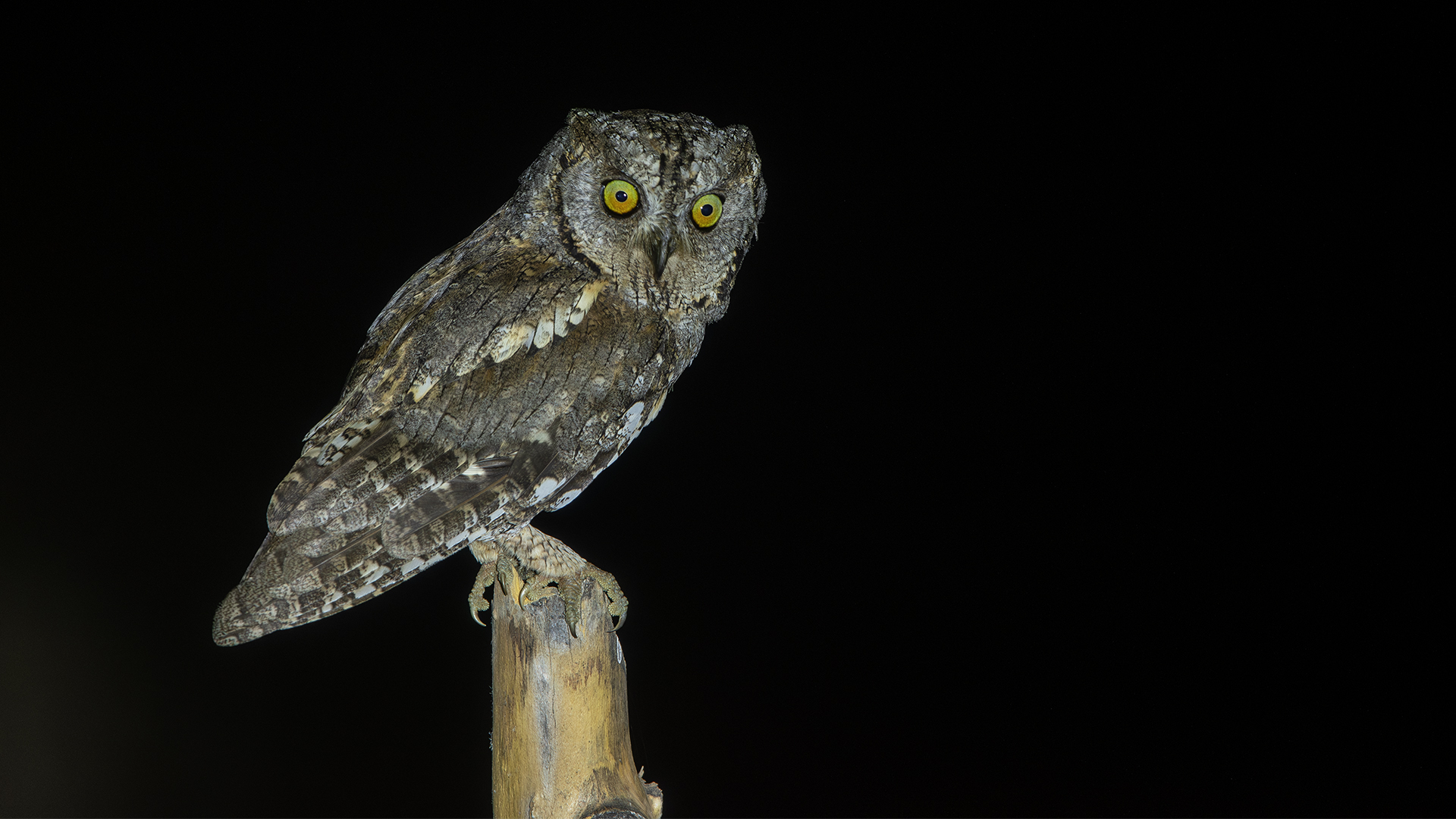 Eurasian Scops-Owl